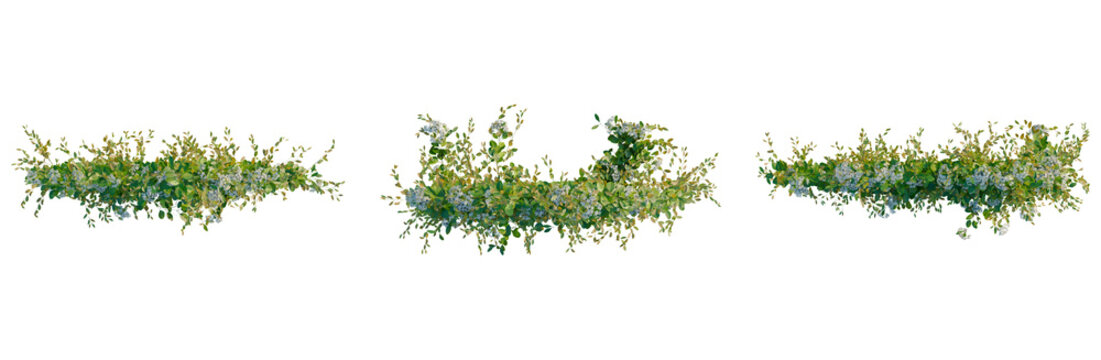 Clematis terniflora tree plan, top view, cutout, transparent background, isolate, Delicate sprig of eucalyptus and baby blue flowers on a stem, botanical illustration, spring