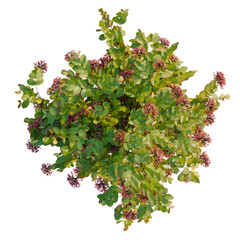 Combretum indicum tree plan, top view, cutout, transparent background, isolate, Close-up of lush green foliage with vibrant red berry clusters - nature's beauty © Peter Hai