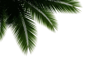 Palm tree leaves on a white background green nature tropical plant isolated fronds foliage vegetation © Mamun
