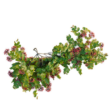 Combretum indicum tree plan, top view, cutout, transparent background, isolate, Vibrant red flowers on lush green foliage, close-up macro nature photography for springtime.