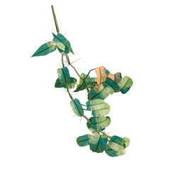 Philodendron scandens-Sweetheart tree plan, top view, cutout, transparent background, isolate, Vibrant green pothos vine with heart-shaped leaves, close-up, botanical detail, nature © Peter Hai