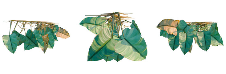 Philodendron scandens-Sweetheart tree plan, top view, cutout, transparent background, isolate, Monstera Leaf Detail, Close-Up Tropical Plant Texture, Botanical Background, Greenery Pattern © Peter Hai