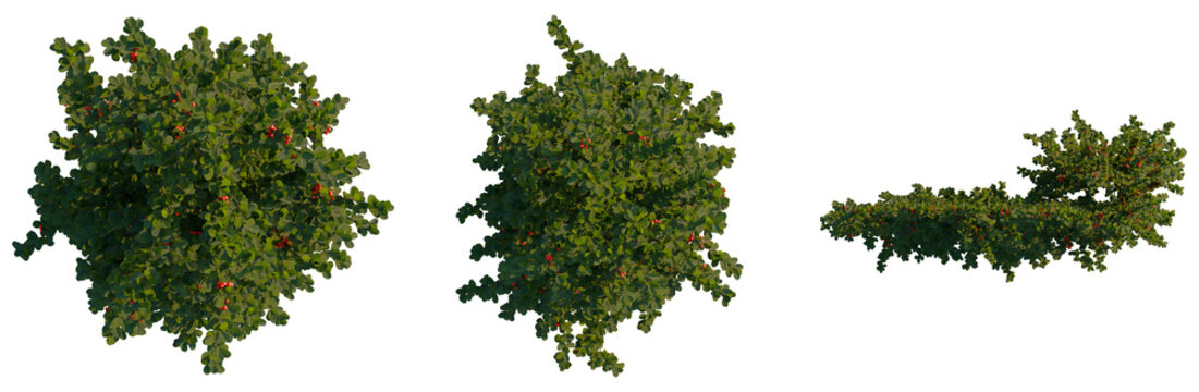 Pyracantha coccinea tree plan, top view, cutout, transparent background, isolate, Detailed close-up of vibrant green conifer tree branch with bright red berries, perfect for seasonal designs