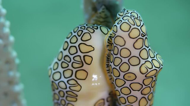 Close-up of a pair of Flamingo Tongue snails on coral reef underwater
