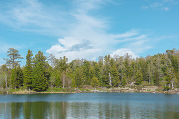 Fototapeta premium Bright ripples on turquoise lake and green conifer forest on shore line under clouds in blue sky. Reflection in smooth water surface of wood lake. Juicy coniferous trees and lush thickets in sunlight.