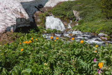Vivid orange lush flowers bloom among grasses overlooking big waterfall flows from rock under glacier in sunny day. Flowering grassy meadow against large spring stream under snow cornice in bright sun © Daniil