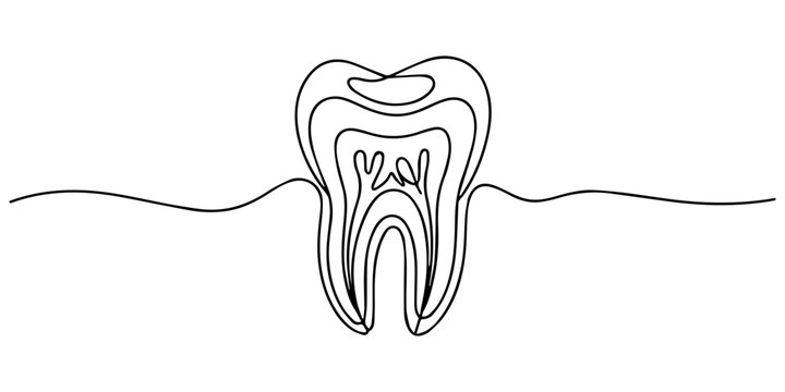 Human molar tooth cross section continuous one line drawing, Detailed continuous line drawing showing a cross section of a human tooth with roots and internal structures, Cross section of a human toot