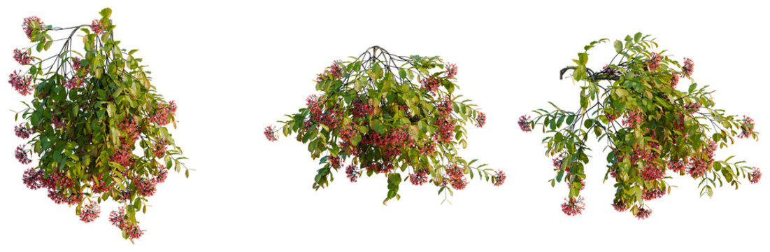 Combretum indicum tree, elevation, front view, cutout, transparent background, isolate, Blooming Red Flowers on Branch, Springtime Floral Detail, Natural Beauty, Close-Up Photography