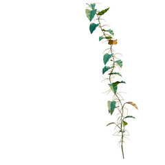 Philodendron scandens-Sweetheart tree, elevation, front view, cutout, transparent background, isolate, Delicate green vine with leaves, perfect for nature backgrounds and decorative elements. © Peter Hai