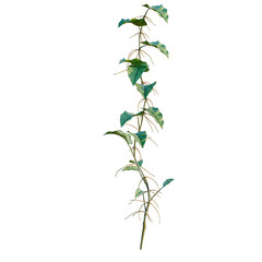 Philodendron scandens-Sweetheart tree, elevation, front view, cutout, transparent background, isolate © Peter Hai