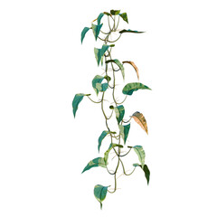 Philodendron scandens-Sweetheart tree, elevation, front view, cutout, transparent background, Lush green vine climbing on a textured wall, natural botanical growth, springtime scenery. © Peter Hai