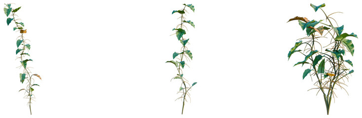 Philodendron scandens-Sweetheart tree, elevation, front view, cutout, transparent background, isolate, Lush green vine climbing on a textured wall, natural botanical growth © Peter Hai