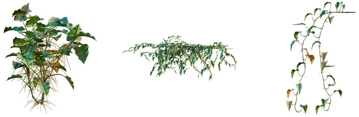 Philodendron scandens-Sweetheart tree, elevation, front view, cutout, transparent background, isolate, Golden Pothos Vine with Roots, Detailed Close-Up, Nature Photography, Gardening © Peter Hai