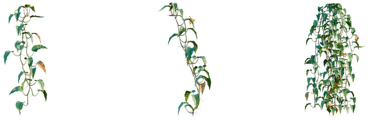 Philodendron scandens-Sweetheart tree, elevation, front view, cutout, transparent background, isolate, Delicate climbing vines with lush green foliage, detailed botanical illustration, vibrant colors. © Peter Hai