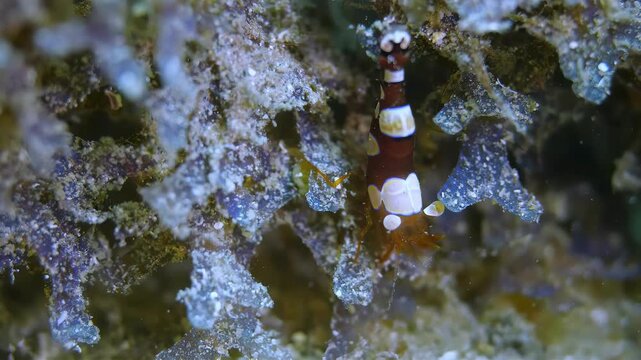 Macro shot of a tiny shrimp camouflaged on a coral reef underwater