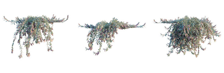 Tradescantia zebrina tree, elevation, front view, cutout, transparent background, isolate, Delicate Pink Flowers in Dewdrops - Floral Close-Up for Spring and Nature Themes