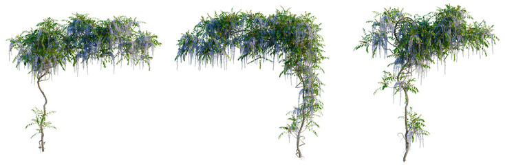 Wisteria sinensis tree, elevation, front view, cutout, transparent background, isolate, Delicate Wisteria Vine Branch with Blossoms, Detailed Floral Photography for Spring Backgrounds © Peter Hai