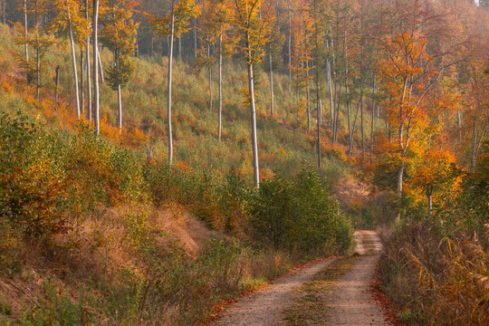 Autumn natural landscape with winding forest path, Ostrzyce, Poland.