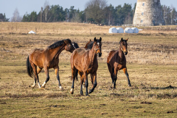Three horses walking across rural pasture with historic stone windmill in background, countryside farming landscape © Edijs