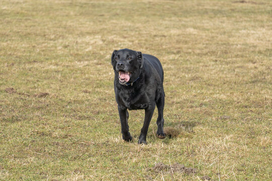 Black Labrador retriever standing in open grass field, domestic dog in rural countryside landscape