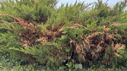 Fototapeta premium Cossack juniper with dry branches showing brown rot and blight across lower shrub in summer cottage garden, deadwood and sparse