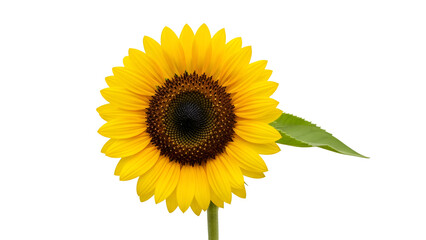 Obraz premium A large sunflower with a dark center and bright yellow petals on transparent background