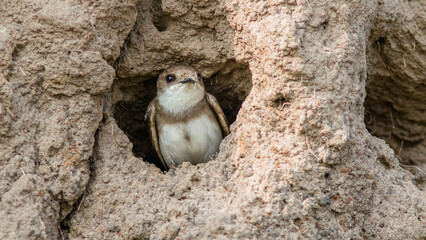 bird on a branch © lazalnik