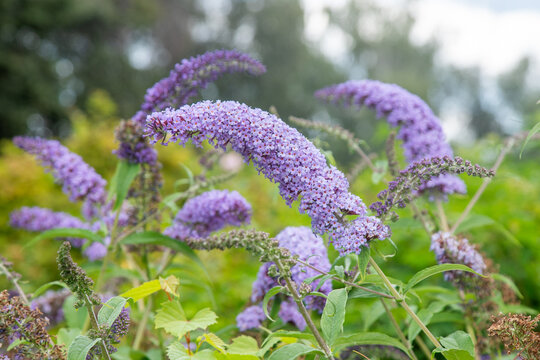 Buddleja davidii flower of a purple ornamental shrub in garden. Bud bloom