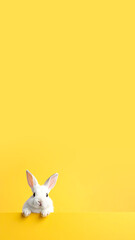 Fototapeta premium Osterhase schaut hervor 