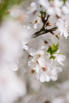 Cherry blossoms heralding spring's new beginnings
