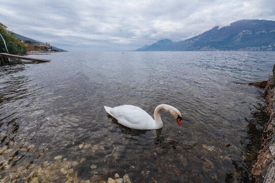 A white swan gracefully gliding on Lake Garda