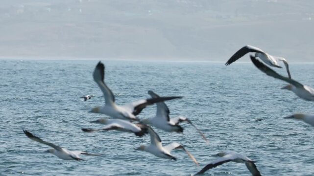 Flock of gannets diving over the calm ocean surface during the Sardine Run off South Africa&rsquo;s Wild Coast. Dozens of birds snatch silver sardines from the water in coordinated aerial hunting.