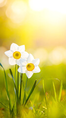 Weiße Narzisse mit gelber Mitte im warmen Frühlingslicht auf einer Wiese