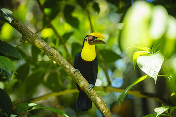 Fototapeta premium Yellow-throated toucan perched on branch in costa rican rainforest