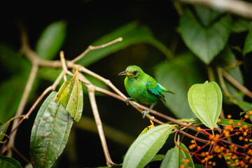 Fototapeta premium Green honeycreeper bird perching on branch in tropical rainforest