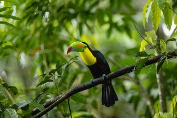 Fototapeta premium Keel-billed toucan perching on tropical rainforest branch