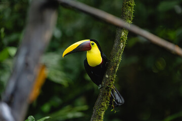 Fototapeta premium Yellow-throated toucan perched on a mossy branch in rainforest
