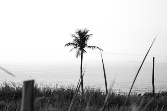 Serene palm tree at a Rio de Janeiro beach