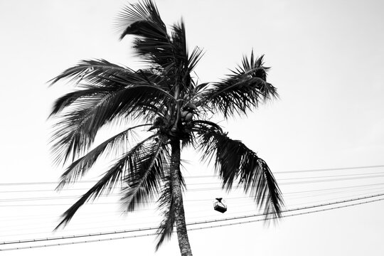 Palm tree silhouette with electrical wires in foreground