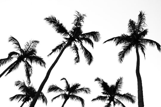 Silhouette of palm trees against a bright sky
