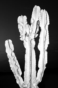 Dramatic black and white cactus silhouette on dark background