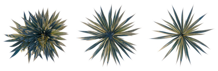 Obraz premium Agave angustifolia tree plan, top view, cutout, transparent background, isolate, Elegant Green Fern Branch with Delicate Fronds, Natural Texture, Detailed Botanical Illustration