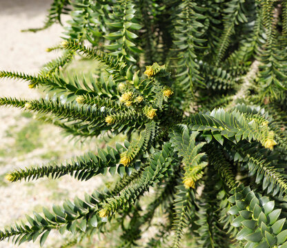 Geometric branches of Araucaria bidwillii Bunya Pine in botanical garden. Detailed close-up shot showcasing unique symmetrical branching and sharp, scale-like green leaves of the Bunya-Bunya tree