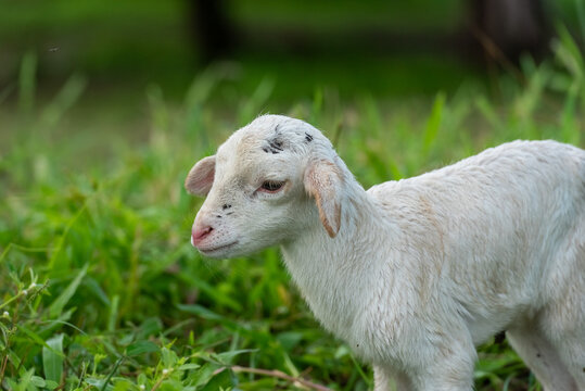 Dorper Lamb Standing in Green Pasture
