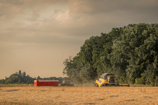 Harvesting wheat field with machinery under summer sky