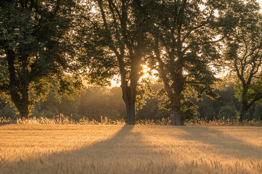 Sunlight filtering through trees in a golden field