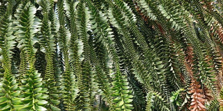 Geometric branches of Araucaria bidwillii Bunya Pine in botanical garden. Detailed close-up shot showcasing unique symmetrical branching and sharp, scale-like green leaves of the Bunya-Bunya tree