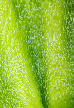 Green pepper interior, closeup