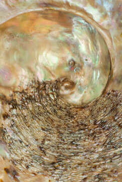 Abalone Shell Textures
