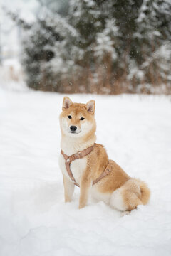 Dog in snow during winter walk with trees
